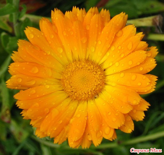  (CALENDULA)