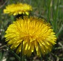  (DANDELION)