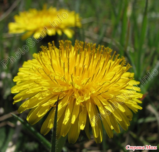  (DANDELION)