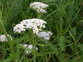  (YARROW)