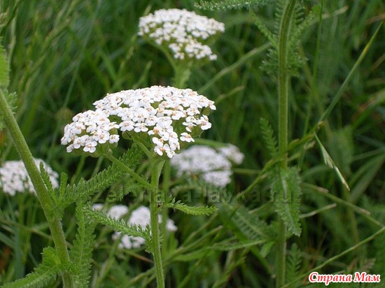  (YARROW)