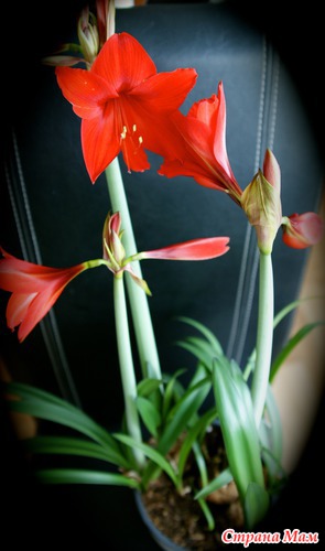 Amaryllis