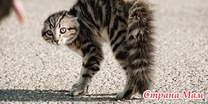Уродливый кот. К размышлению..