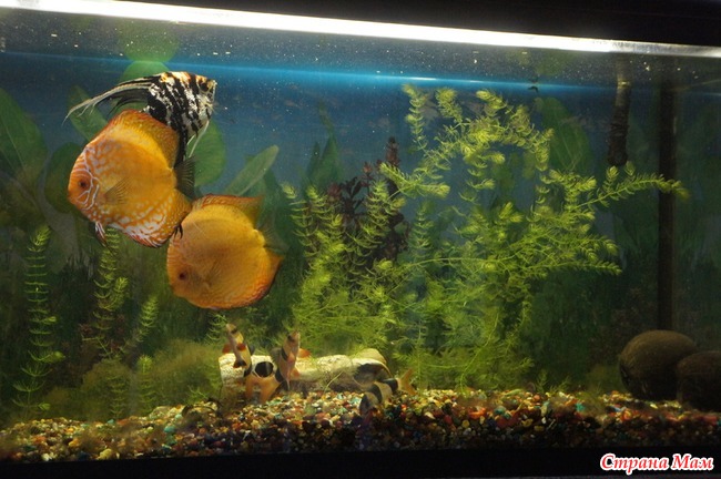 Обитатели аквариумов