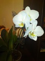 моя первая орхидея