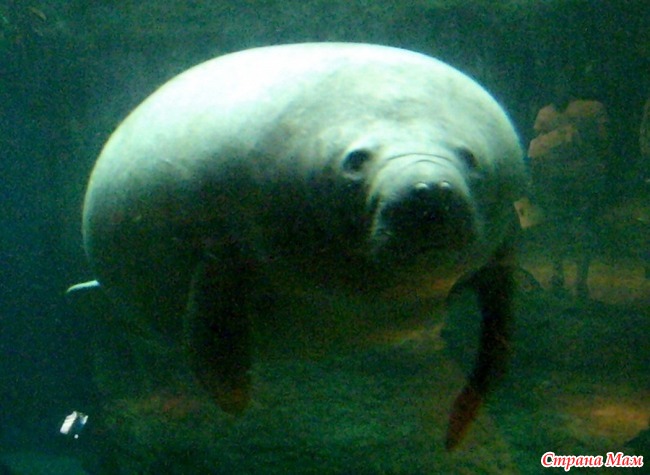 Морская корова - мы еще встретимся? УДИВИТЕЛЬНОЕ РЯДОМ Дзен