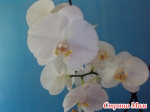 Моя орхидея 2