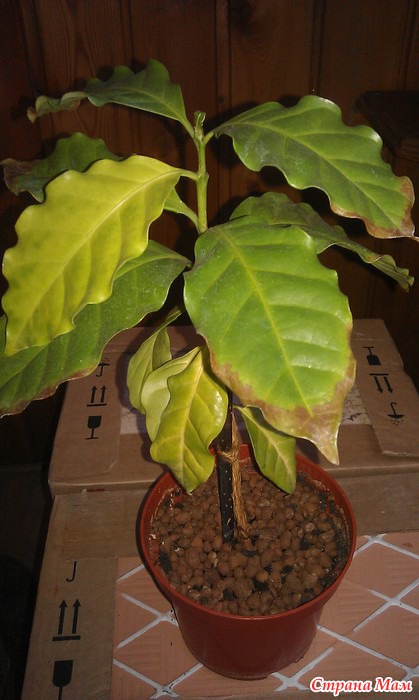 Кофейное дерево сохнут листья