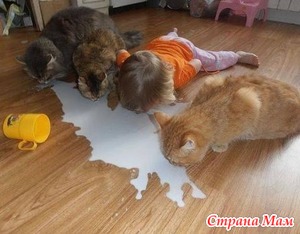 А вы едите с котом из одной миски?