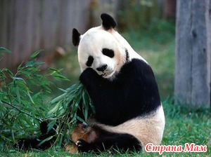 Получила в глаз за то, что не уступила мужу. Сама виновата :(