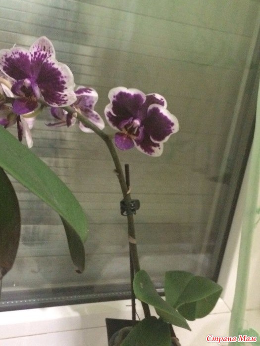 Орхидеи карликовые виды фото и названия