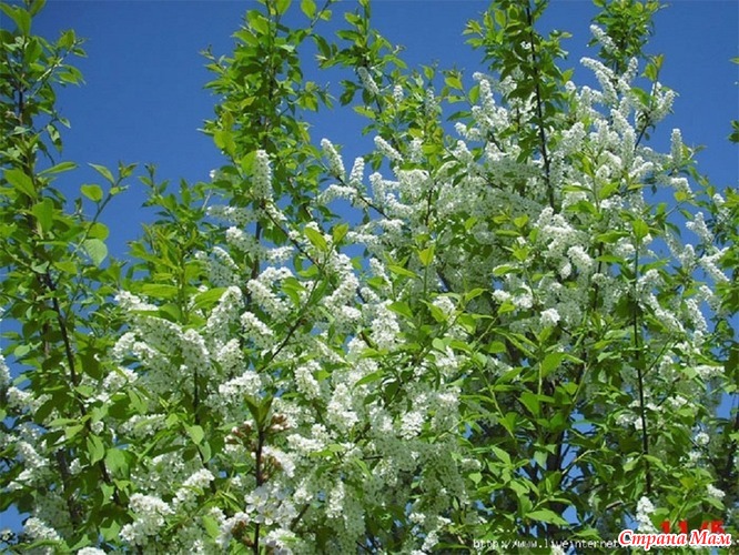 Черемуха цветет - жара!!! - Сад, огород - Страна Мам