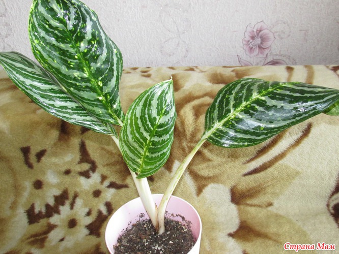 аглаонема грин сан и кейм лайм. аглаонема грин сан. аглаонема грин сан. аглаонема грин сан. аглаонема грин сан.