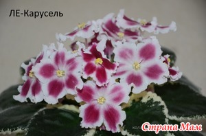 Продам сортовые фиалки из своей коллекции