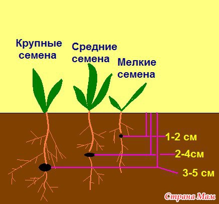 От чего зависит время посева семян используя рисунок