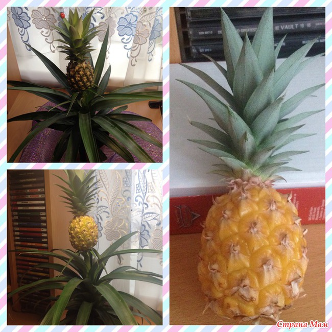 Ананасик. - Комнатные растения. - Страна Мам