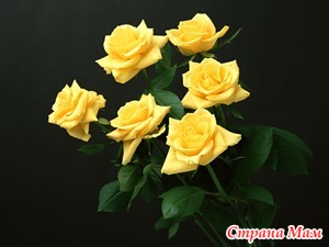 ������ ��� ������ �������. ��� ��������?