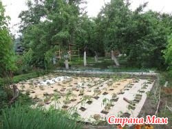 Мульчирование почвы картоном