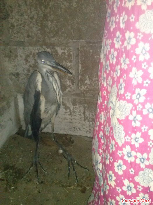 Цапля-чем кормить? - Страна Мам