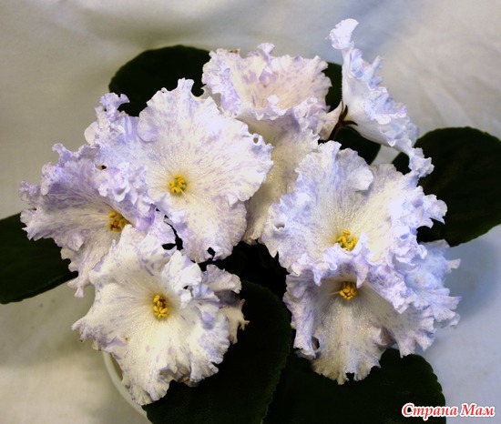 ��-����� ������� ����