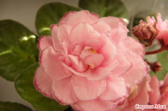 ��-������� ��������