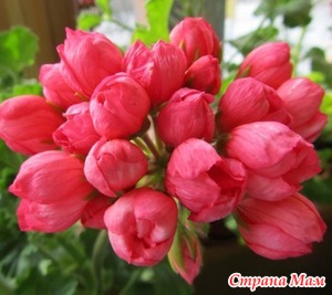 ��� ��������� ���������� �� �����?