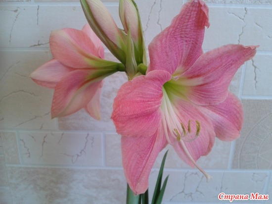 SWEET PINK