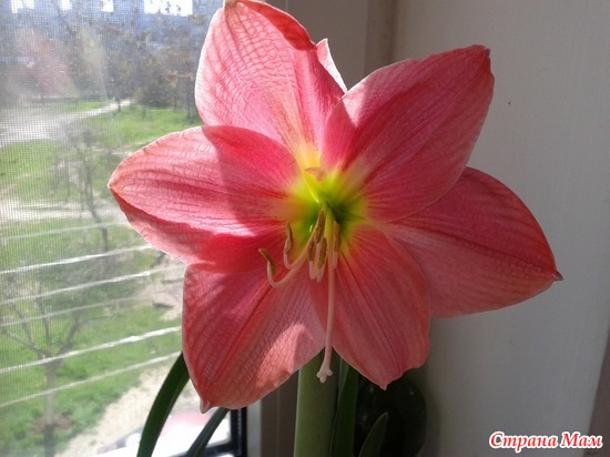 SWEET PINK