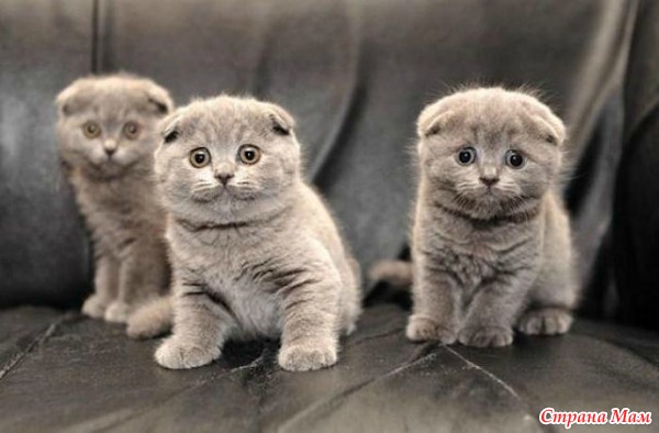 Отличие британских кошек от шотландских: сравним фото