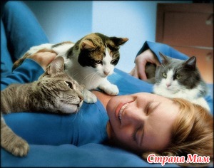 Люди и кошки: плюсы и минусы совместного проживания