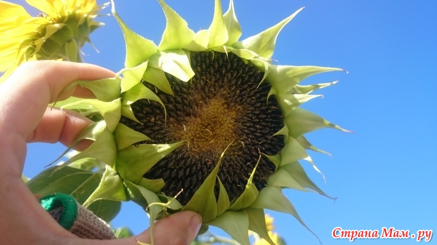 Уборка подсолнечника. Семечки подсолнуха. Декоративный подсолнух. Подсолнух джуниор ф1. Как хранить подсолнухи после срезки.