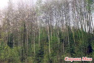 �. �. ����������, ����-������������: �������� �������� �����.