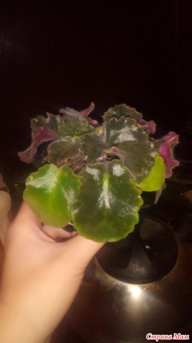 Пересвет у фиалок. Сенполия листья. Листья фиалки посветлели. Фиалка бледные листья. Мучнистая роса сенполия.