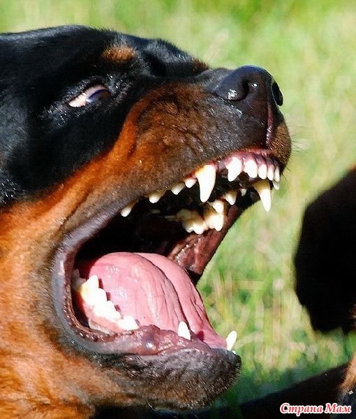 Самая сильная челюсть. Собака ротвейлер оскал. Оскаленный ротвейлер Доберман. Ротвейлер собака злой. Ротвейлер скалится.