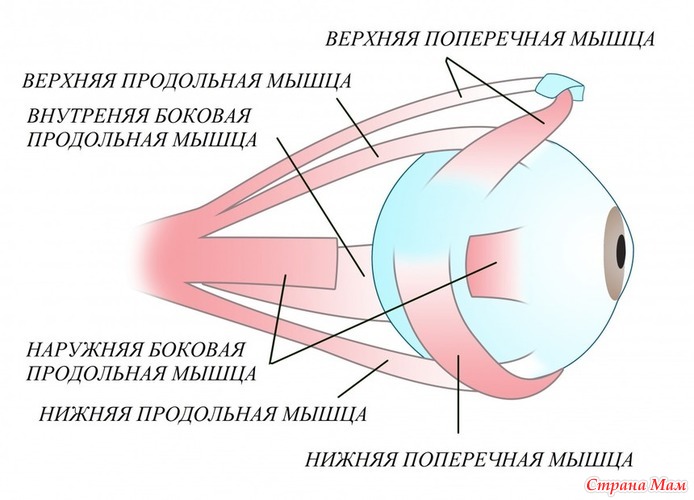 Мышцы глаза схема