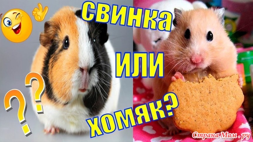 Морская свинка пищит: почему, что делать?