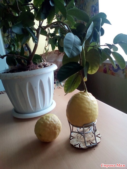 Лимон Комнатный Фото