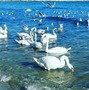#varna #bulgaria #swans #sea #song #love #swansong #pfoto #photography #alanamaxima #photographer