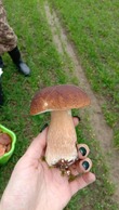 Сезон грибов.