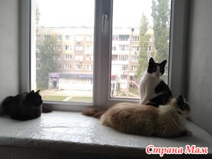 Игра престолов. Как Велес в коллектив вживался
