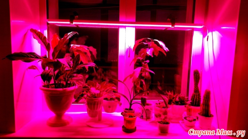  для растений Как просто установить фитолампу на окне .