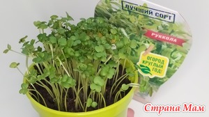 Микрозелень из Фикс прайса Наборы для выращивания «Вырасти меня»