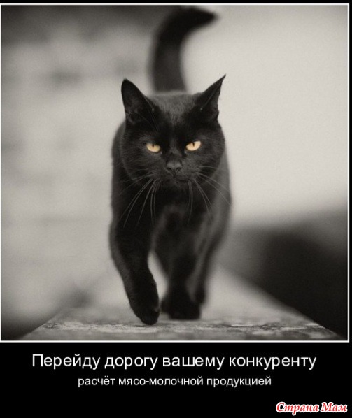 Фото черный кот переходит дорогу