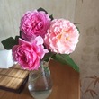 Мои розы