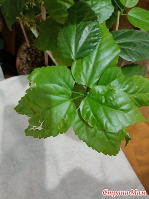 � ��� ���� ���������? ����� ��� �����...