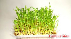 Проращивание гороха и подсолнечника на микрозелень