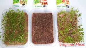 Выращивание микрозелени руккола, петрушка, кресс-салат