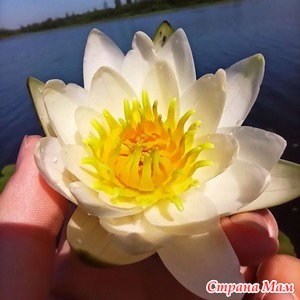 ����� � ��������� (��������)