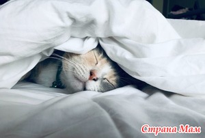 Все время сплю. И чай не помогает