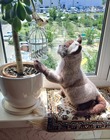 Реалистичный сиамский кот от Клэр Гарланд.